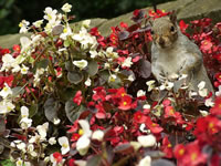 Red and White Flowered Wax Begonias and a Grey Squirrel, Begonia semperflorens