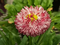 The Flower of a Red Bellis English Daisy