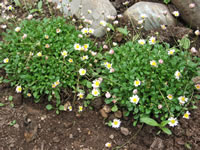 Miniature Daisy Bellium Plants in Bloom