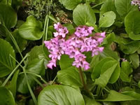 Bright Pink Flowers of a Bergenia cordifolia