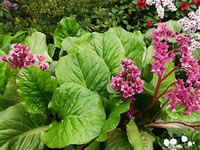 A Heartleaf Bergenia Blooming in the Garden