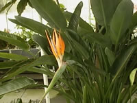 A Bird of Paradise Plant in Bloom, Strelitzia reginae