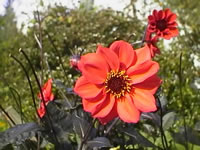 A Black Dahlia in Bloom