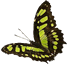 unidentified Butterfly unidentified Butterfly