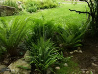 Deer Ferns Growing with Sword Ferns