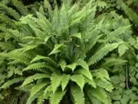 Deer Ferns Growing in the Forest, Blechnum spicant