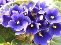 Blue Flowers on an African Violet