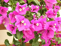 A Bougainvillea 'Purple Queen' Plant in Bloom