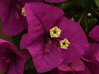 The Flowers of a Bougainvillea 'Purple Queen'