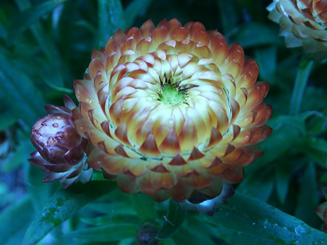 How To Grow And Care For Strawflowers