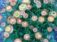 Strawflower