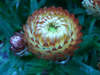 A Golden Bronze Strawflower, Bracteantha bracteata 'Orange Blaze'