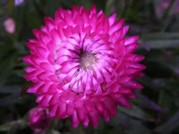 A Hot Pink Strawflower Plant in Bloom, Bracteantha bracteata 'Pink Glow'