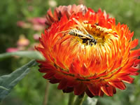 A Bright Orange Strawflower with a Bee