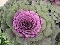 A Purple and Green Ornamental Kale Plant