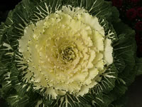 A Green and White Flowering Cabbage Plant