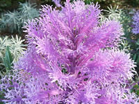 A Lacy Pink Flowering Cabbage Plant