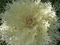 A Lacy White Flowering Cabbage Plant