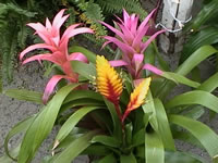 Bromeliads are interesting, easy to care for House Plants