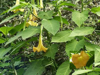 Bright golden yellow flowers on a Brugmansia aurea