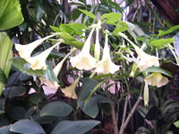A white flowered Angels Trumpet plant, Brugmansia candida