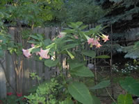 Light pink Angels Trumpet flowers, a Brugmansia hybrid