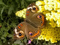 A yellow Yarrow flower with a Buckeye Butterfly