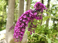 Buddleia davidii, Butterfly Bush Flowers