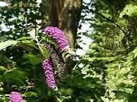 A Butterfly Bush Blooming in the Garden, Buddleia davidii
