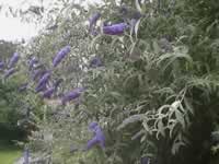 A Black Knight Butterfly Bush Blooming in the Garden