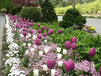 Bulbs blooming at Butchart Gardens in British Columbia