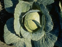 A large Cabbage head, ready for harvest