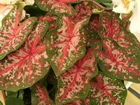 A Pink and Green Caladium Plant