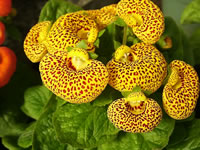 A Yellow Blooming Pouch Flower Plant, Calceolaria crenatiflora