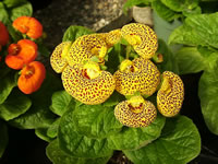 Pocketbook Calceolaria Plants in Bloom
