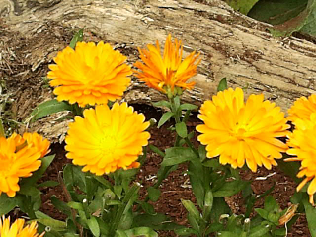 Calendula Flower: How To Grow Calendulas