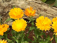 English Marigolds Blooming in the Garden