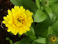 The Flower and Foliage of an English Marigold, Calendula officinalis