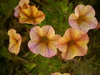 Calibrachoa 'Terra Cotta', Trailing Petunia Flowers