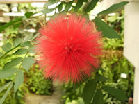 The bright red flower of a Powder Puff Tree