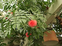 The Flowers and Foliage of a Red Powder Puff Tree, Calliandra haematocephala