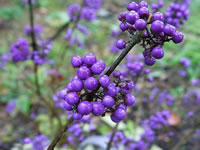 Callicarpa bodinieri