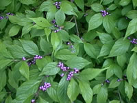 Purple Berries against the Bright Green Foliage of a BeautyBerry Bush
