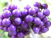 The Vibrant Purple Berries of the BeautyBerry Bush