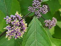 The Flowers of a BeautyBerry Bush in Bloom, Callicarpa bodinieri