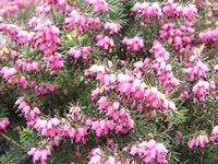 A Pink Flowering Heather Plant in Bloom