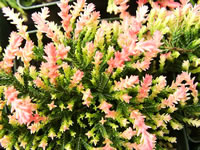 Colorful New Foliage of a Heather Plant, Calluna vulgaris