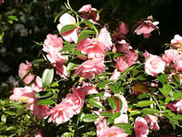 Pink Flowering Japanese Camellia, Camellia japonica Pink Flowering Japanese Camellia, Camellia japonica