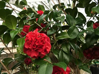 A Red Flowering Camellia known as Tom Knudsen
