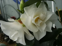 White Double Flowered Camellia, Laura Schafer White Double Flowered Camellia, Laura Schafer